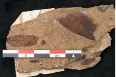 Foto (Detailansicht) von Sequoia hardtii Endl. (NHMW-GEO-2024-0188-8232)